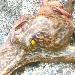 ダイソーエギ最強！コウイカ、タコ